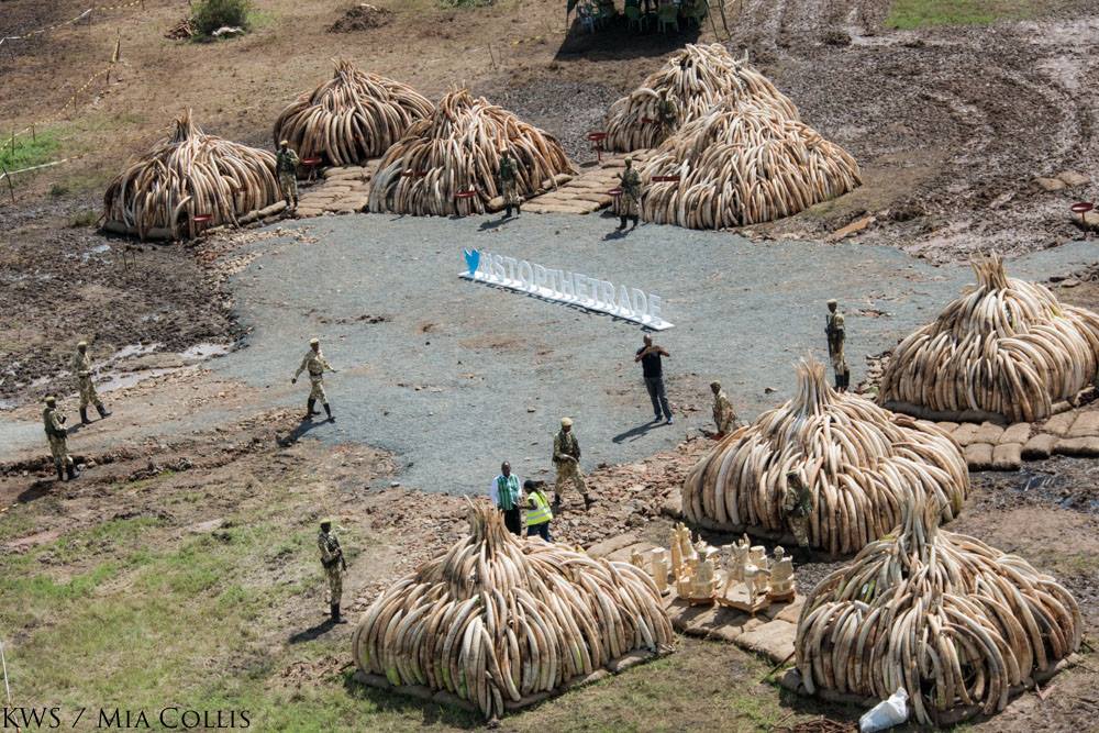 Destruction du stock d'ivoire du Kenya. Photo: Mia Collis stock d'ivoire d'éléphant au Kenya