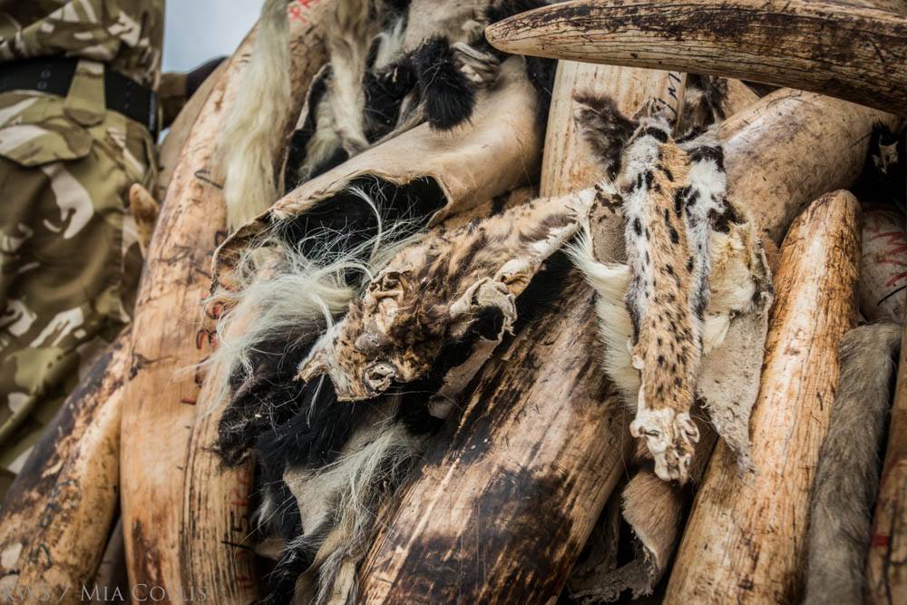 trafic d'ivoire au kenya. Défense: wildlife conservation projects