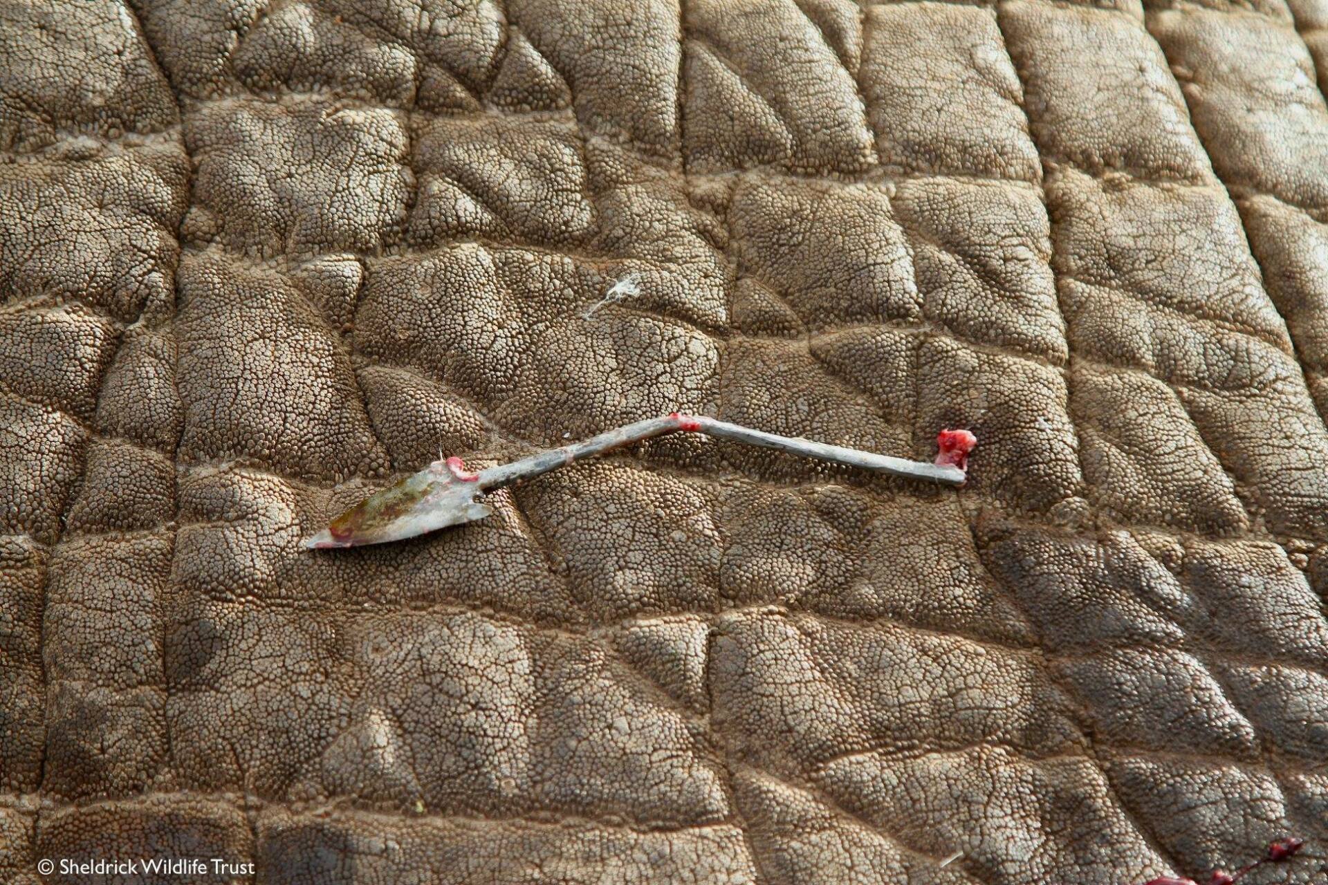 lutte contre le braconnage d'éléphant au Kenya. Defense: wildlife conservation projects