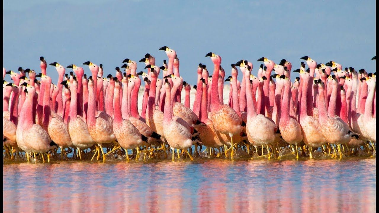 flamant des Andes. DEFENSE : wildlife conservation projects