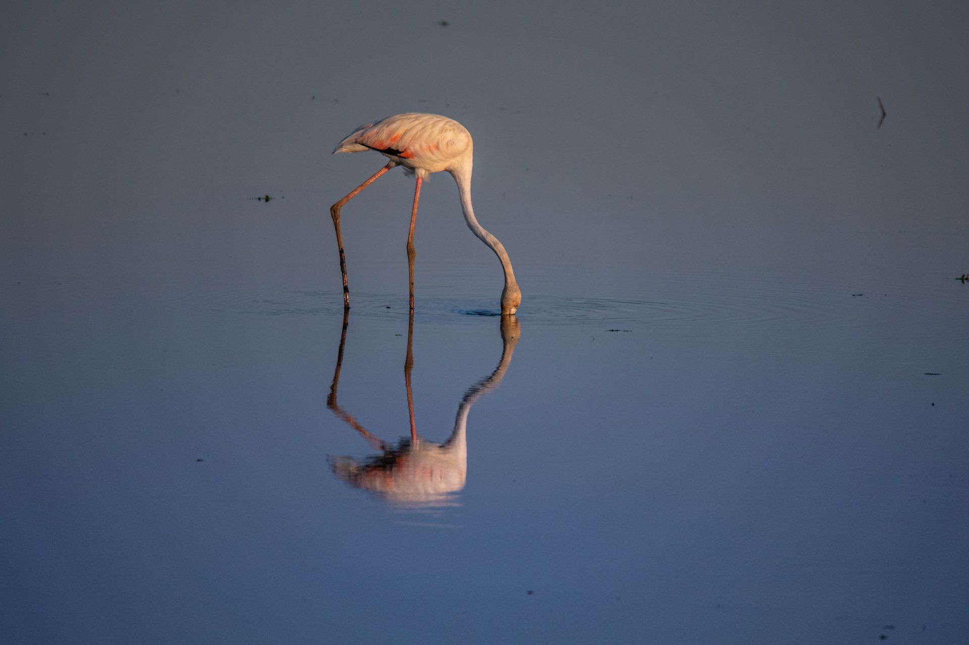 le grand flamant. DEFENSE: Wildlife conservation projects