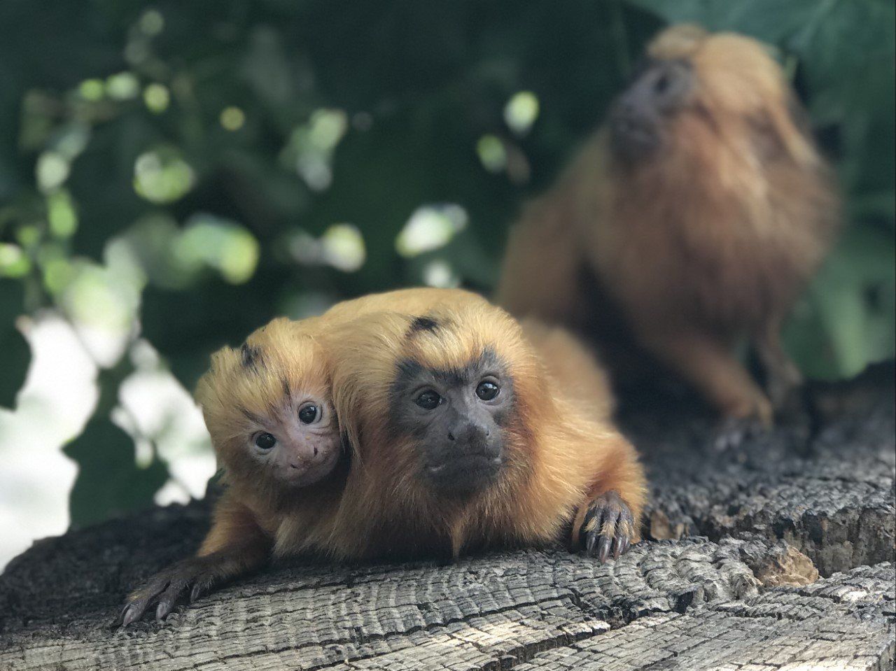 famille de tamarins lion doré et bébé. Association Défense: wildlife conservation projects