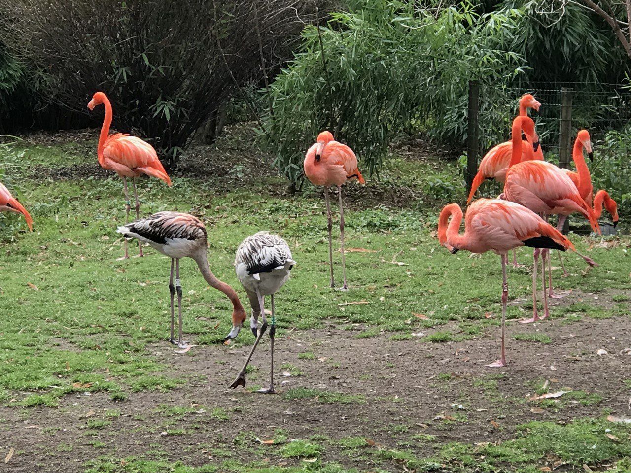 Flamants rose. DEFENSE: wildlife conservation projects
