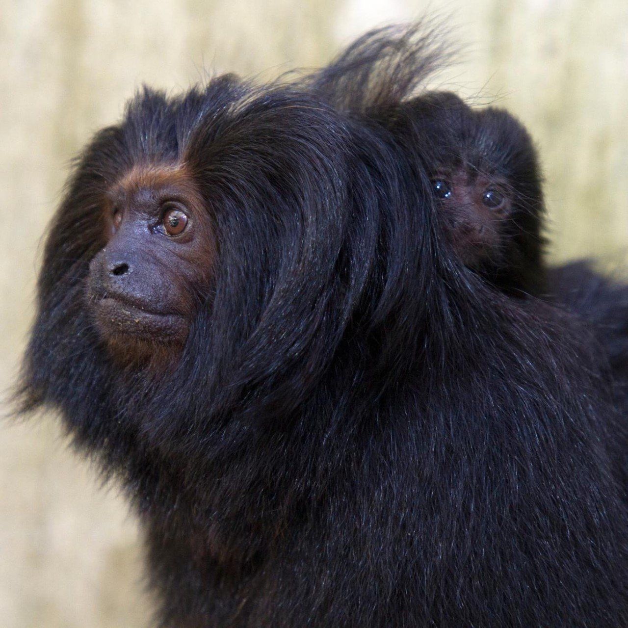 Le très rare tamarin lion noir Tamarin lion noir