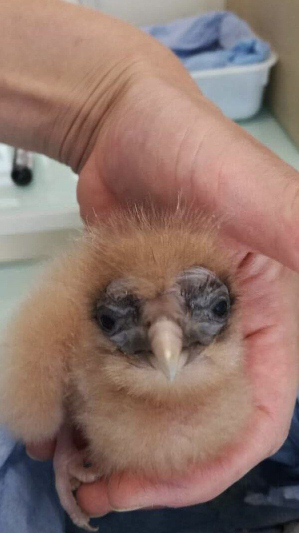 vautours fauve et percnoptère au pays basque