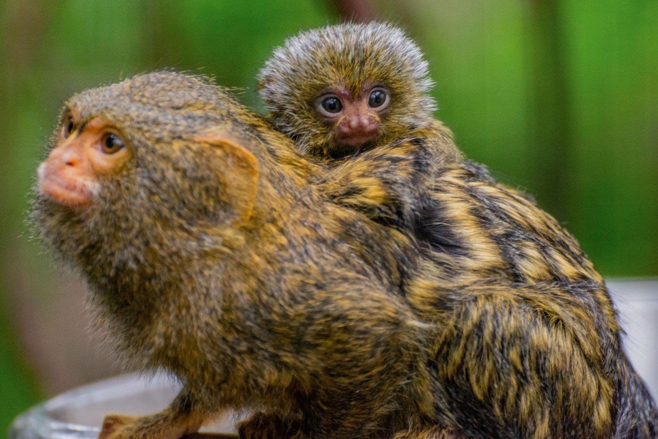 Le ouistiti pygmé est la plus petite espèce de Callitrichidés. Ouistiti pygmé