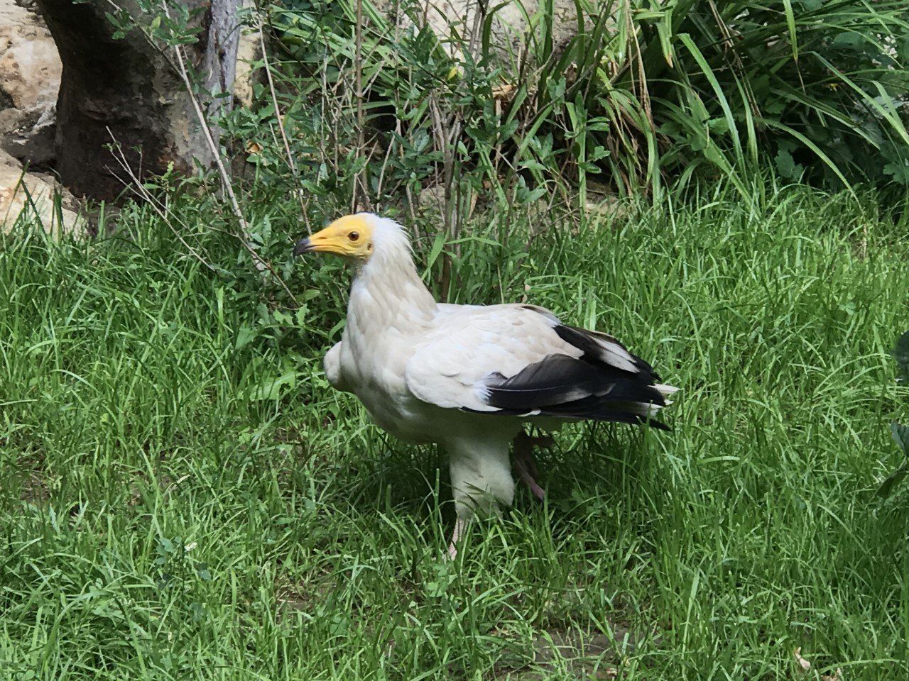 vautour fauve et percnoptère au pays basque