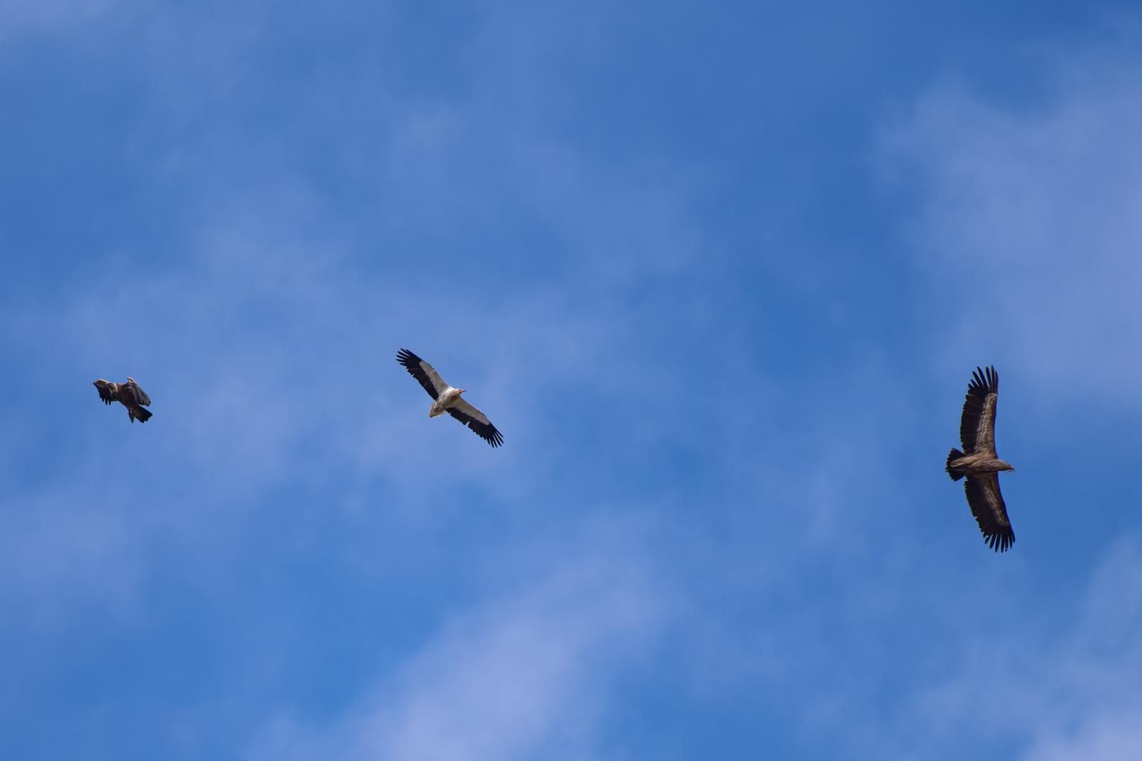 Le vautour percnoptère cohabite avec le vautour fauve. Photo: JC Rivas.