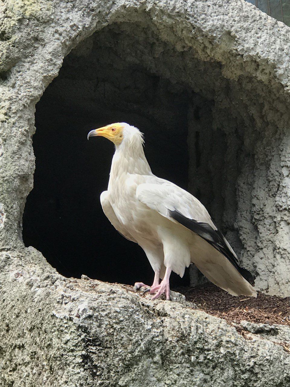vautour percnoptère adulte
