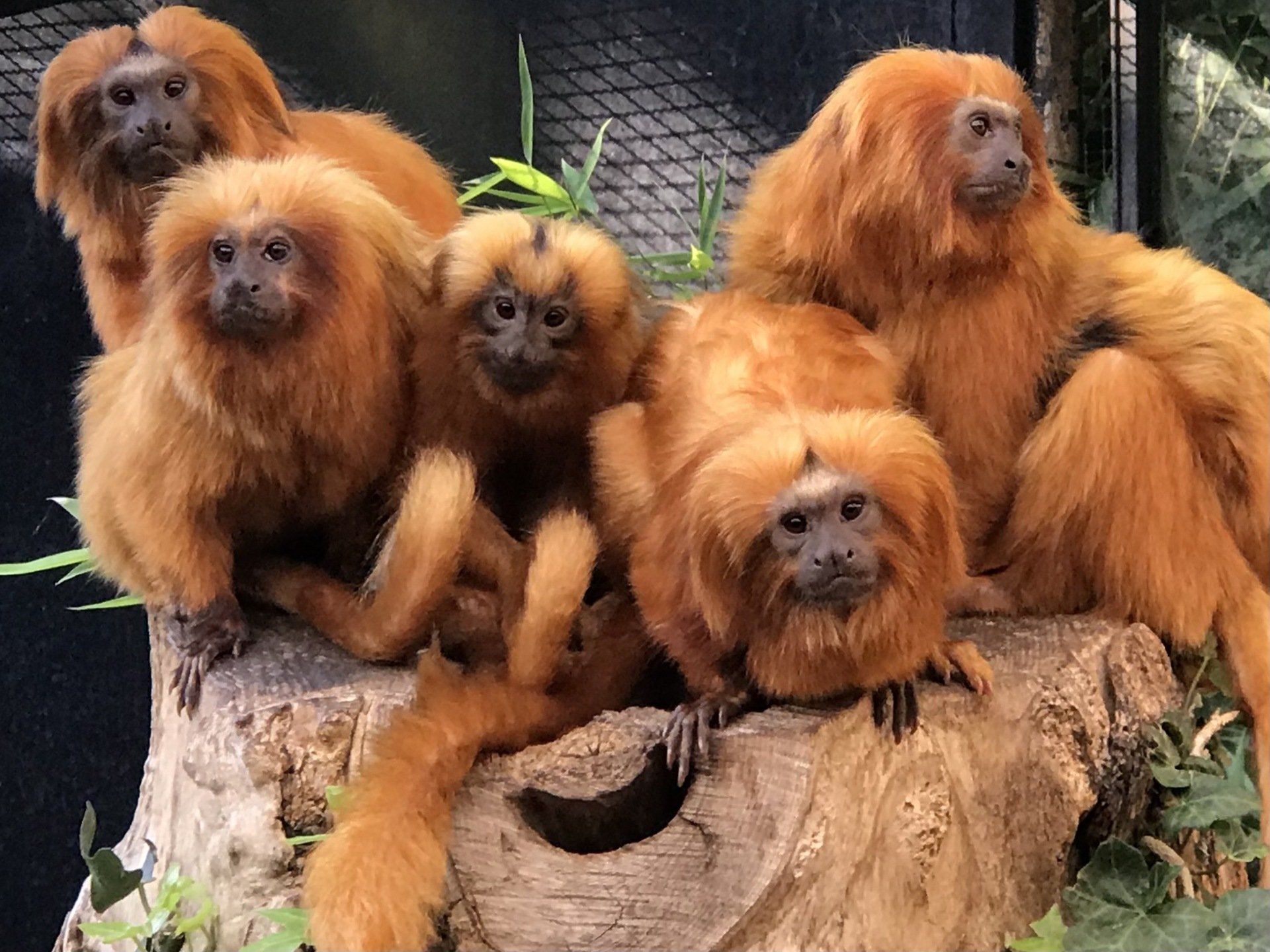 Famille de tamarins lion doré, Photo : S. Goutenegre/ MNHN Copyright Famille de tamarins lion doré. association Défense: wildlife conservation projects