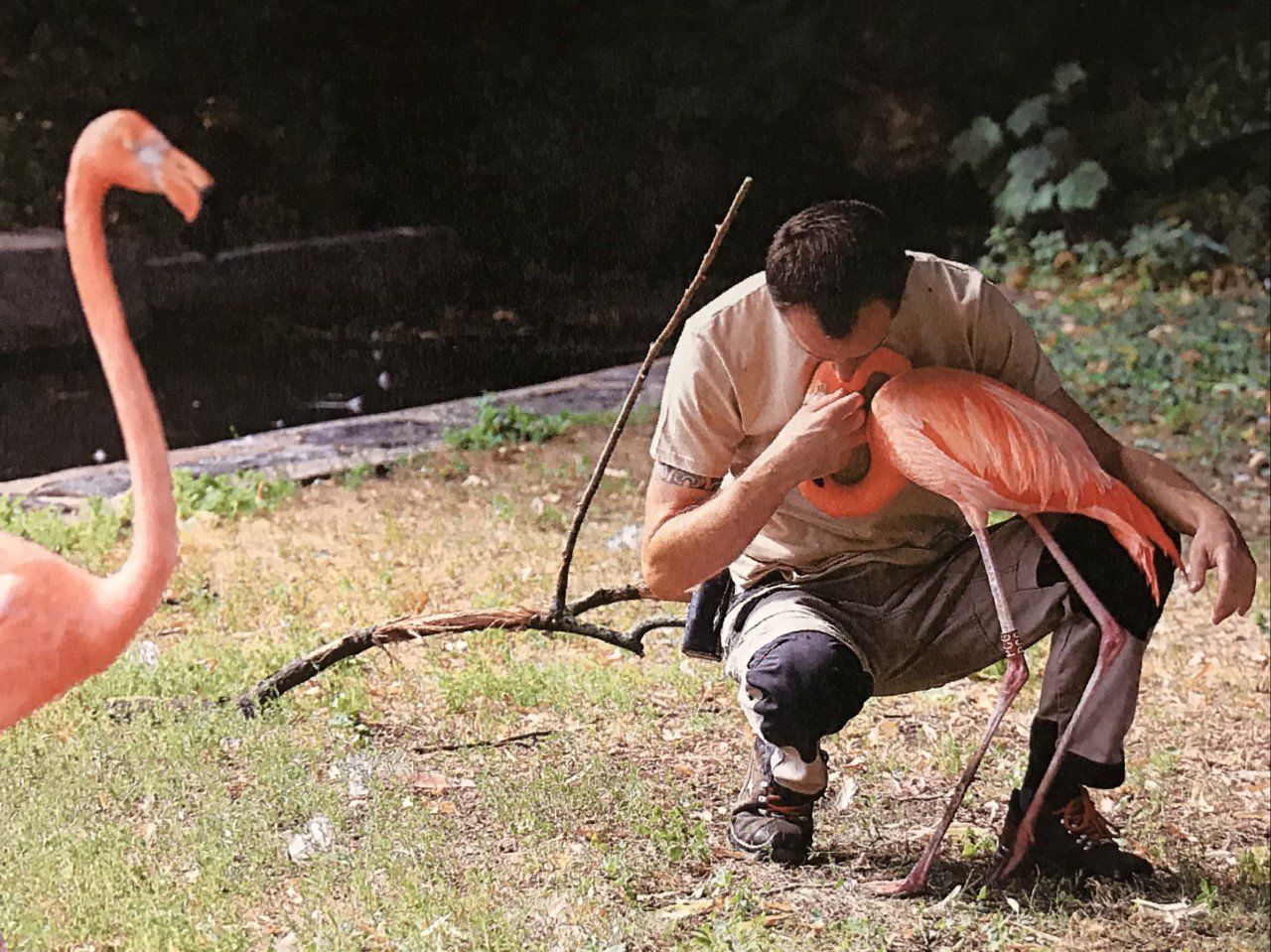 Flamants rose et Sébastien Goutenègre. DEFENSE: wildlife conservation projects