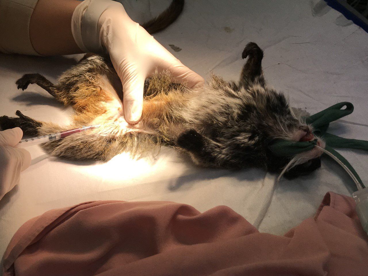 Prise de sang sur tamarin empereur