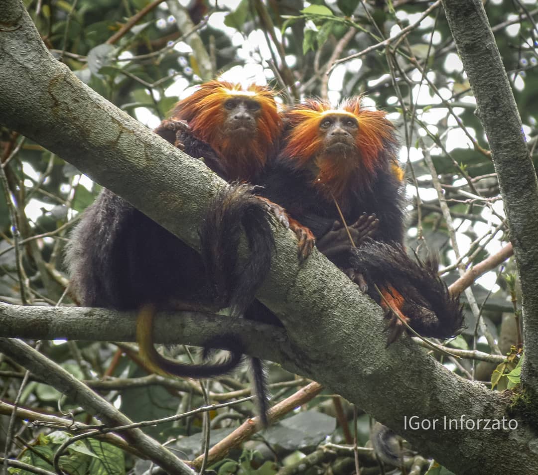 Photo: BioBrasil/ Igor Inforzato Copyright