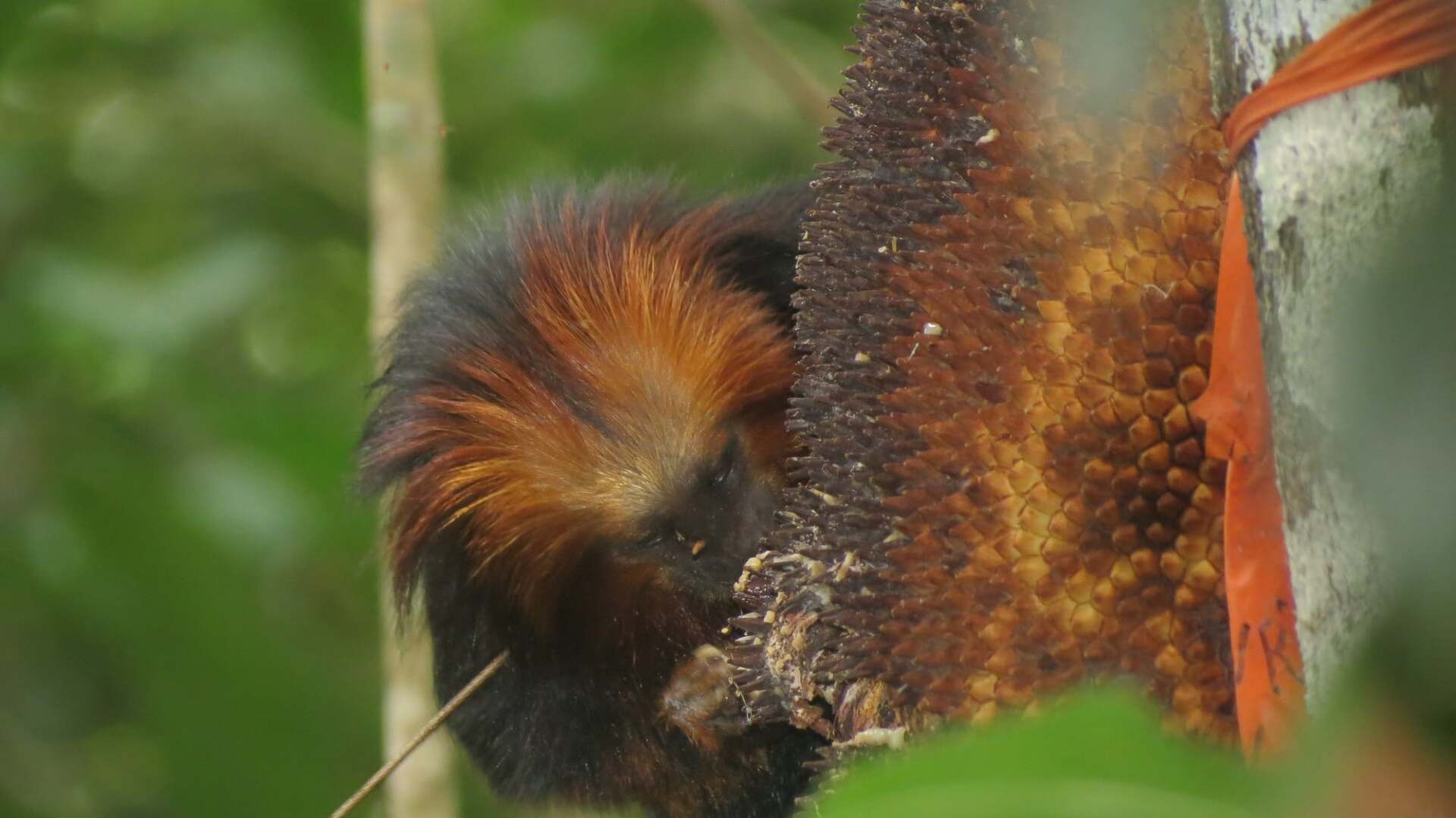 Tamarin lion à tête doré se nourrissant de fruit.