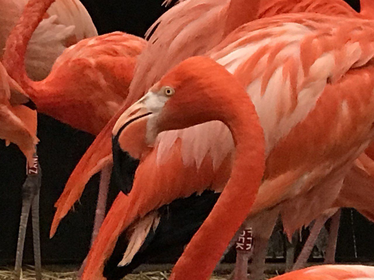 flamant des Caraïbes. DEFENSE: wildlife conservation projects