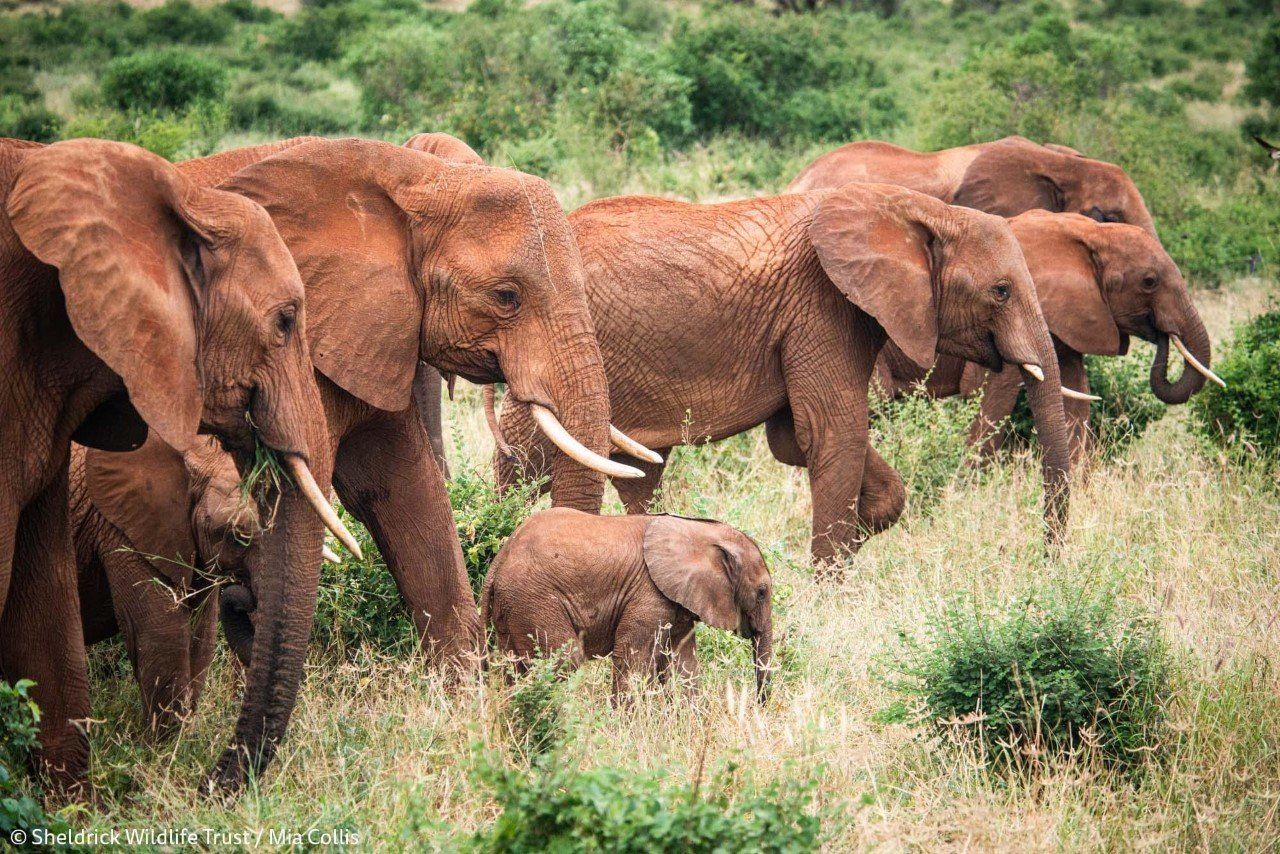 Harde d'éléphants du Kenya. Photo: Mia Collis