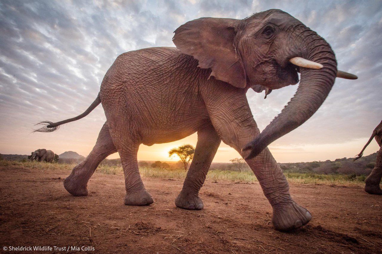 Les éléphants sont de grands marcheurs et peuvent communiquer avec leurs pieds!