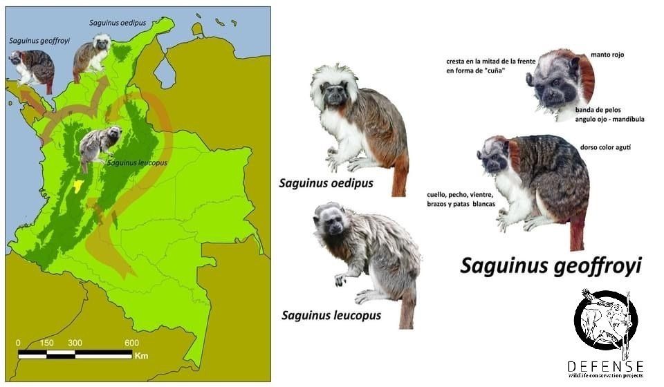 Aires de répartition des tamarins du genre Saginus en Colombie. Aires de répartitiion des tamarins du genre Saginus