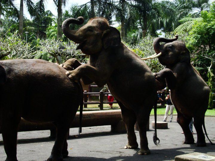 Eléphants exibés dans les cirques. Defense: wildlife conservation projects