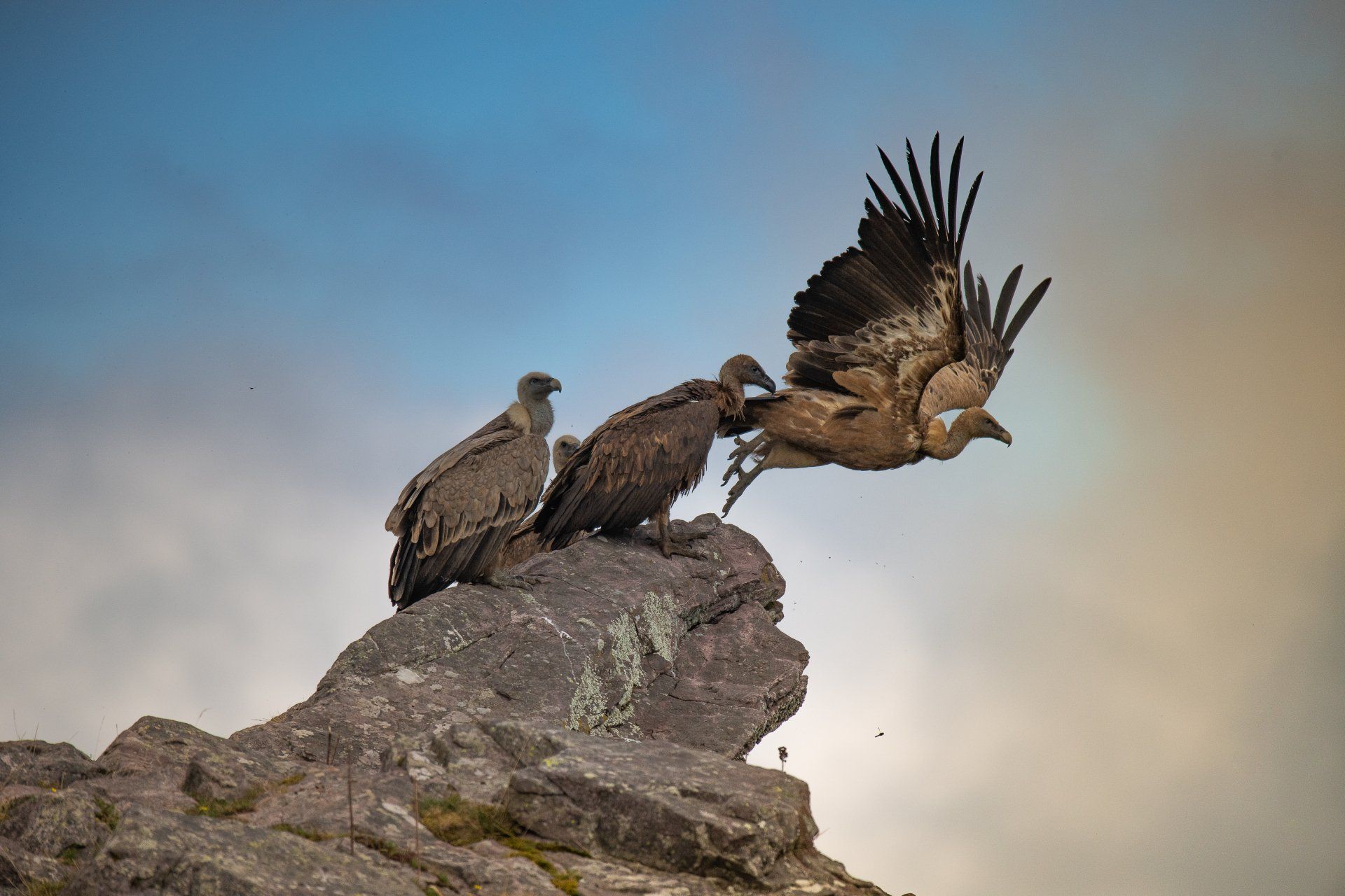 Vautours fauve au Pays Basque. Photo: JC Rivas Vautours fauve au Pays Basque