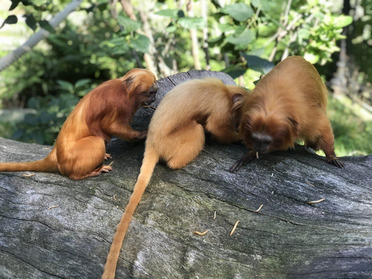 famille tamarins lion doré à la recherche de vers. Photo : S. Goutenègre Copyright famille de tamarins lion doré. Association Défense: wildlife conservation projects
