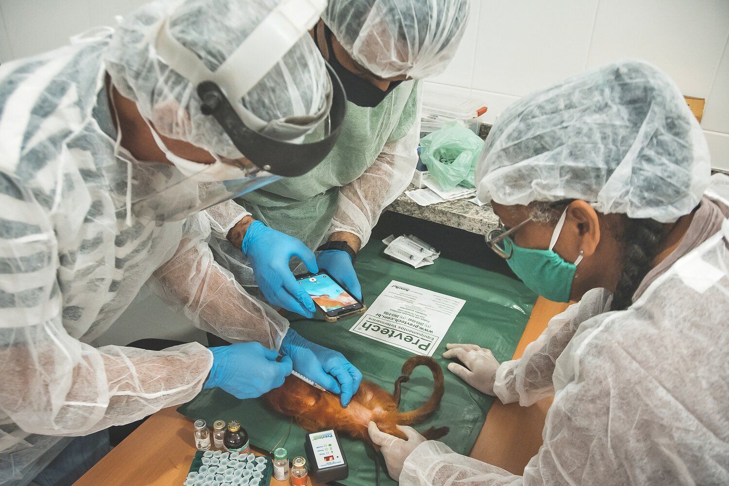 Vaccination contre la fièvre jaune des tamarins lion doré au Brésil. Photo: Copyright AMLD Vaccination tamarin lion doré contre la fièvre jaune