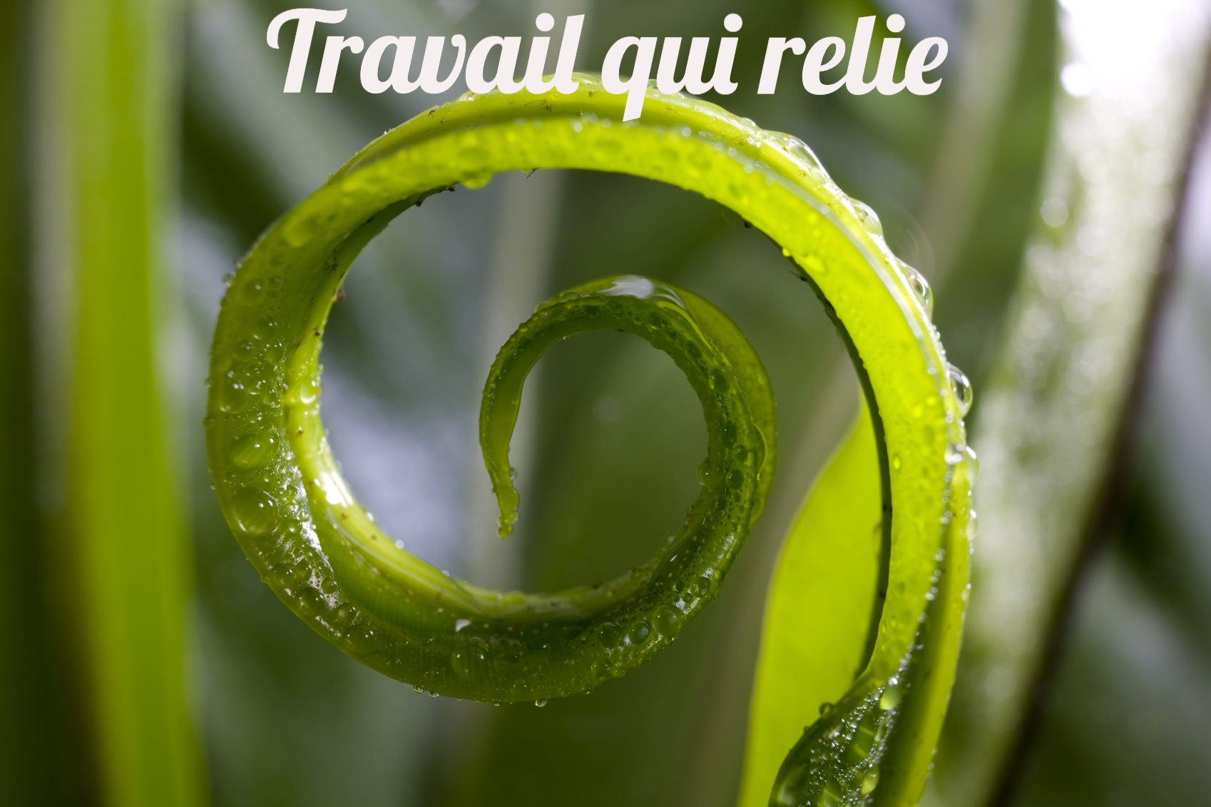 une tige de plante verte enroulée en spirale