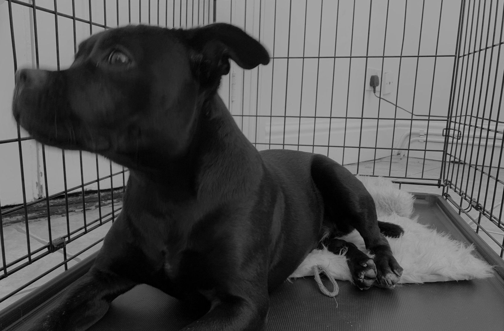 Nala the staffy in her crate! Staffy in her crate