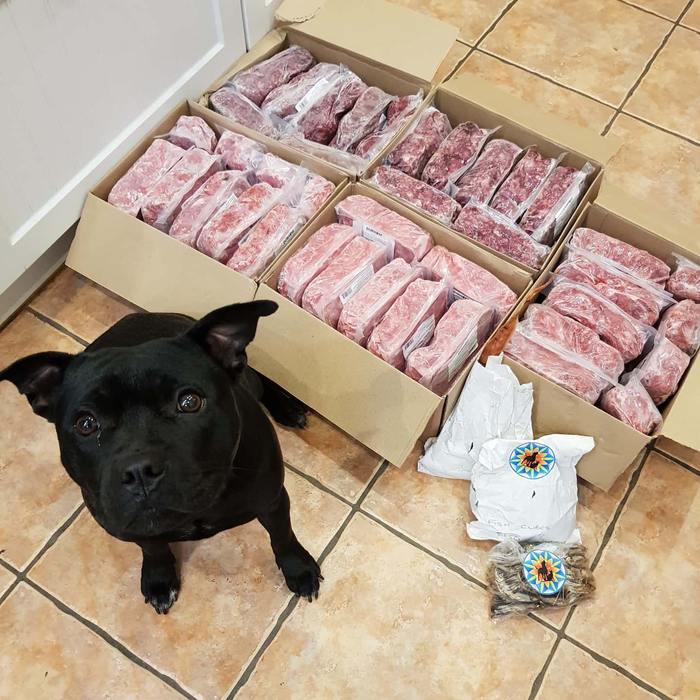 Happy Staffy with raw food