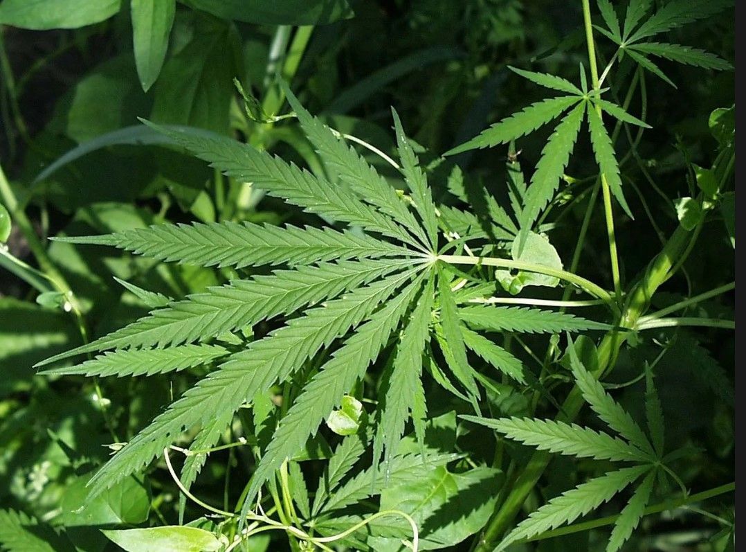 Hemp Leaves