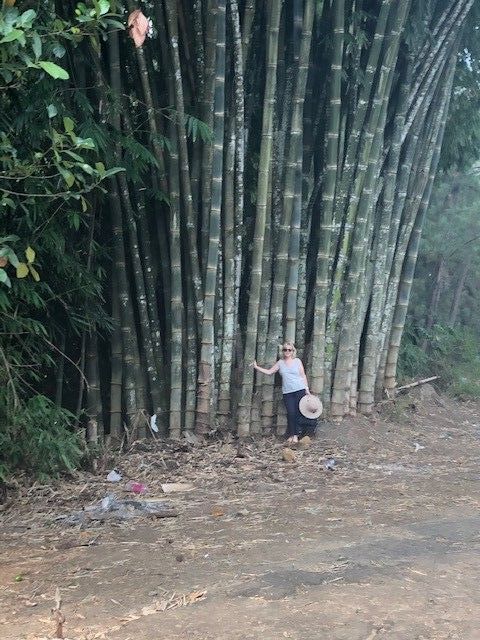 Bamboo