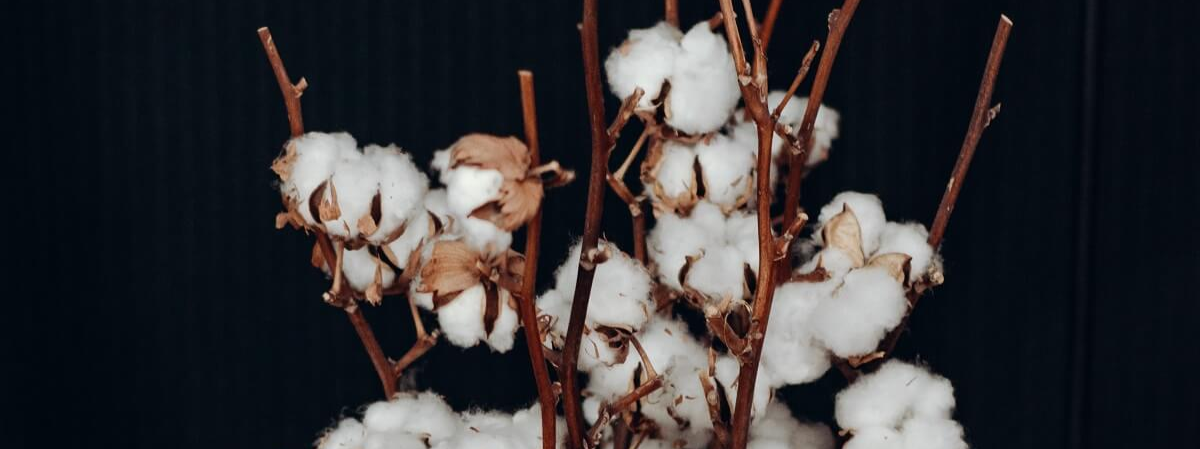 organic-cotton
