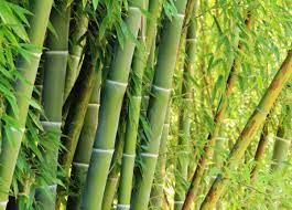 Bamboo for promotional products