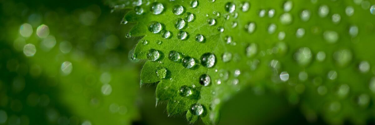 green marketing