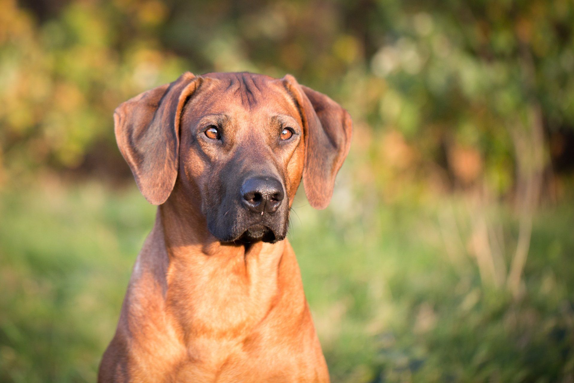 C.I.B. MCH Wakati Mzuri Jazua Aike alias Sambo Thodesian Ridgeback Stud Dog DZRR FCI