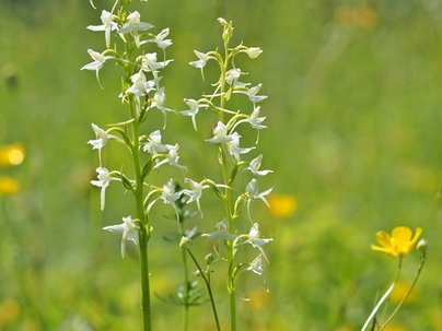 Grünliche Waldhyazinthe