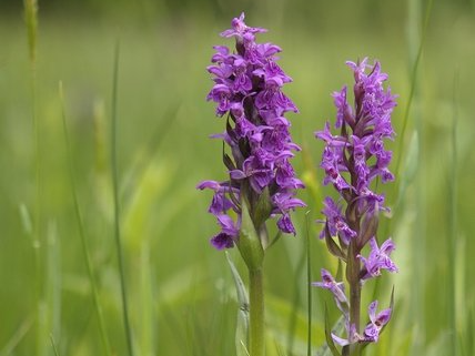 Breitblättriges Knabenkraut