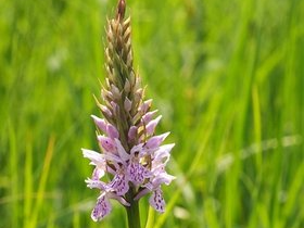 Geflecktes Knabenkraut