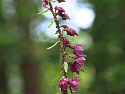 Braunrote Ständelwurz