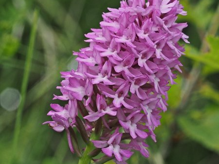 Pyramidenorchis
