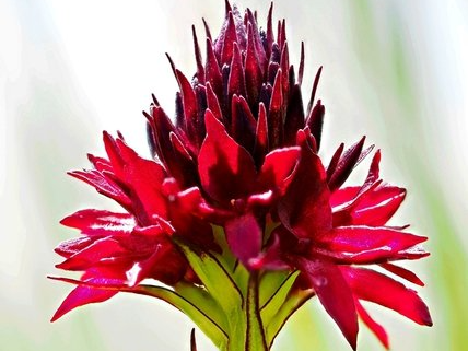 Schwarzes Kohlröschen