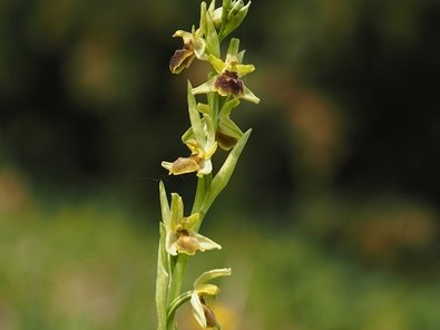 Kleine Spinnen-Ragwurz