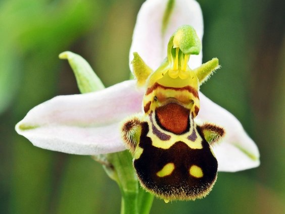 Bienen-Ragwurz
