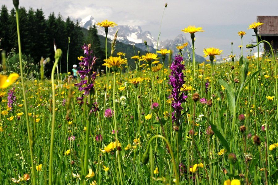 Feuchtwiese am Geroldsee
