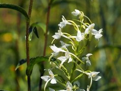 Weiße Waldhyazinthe