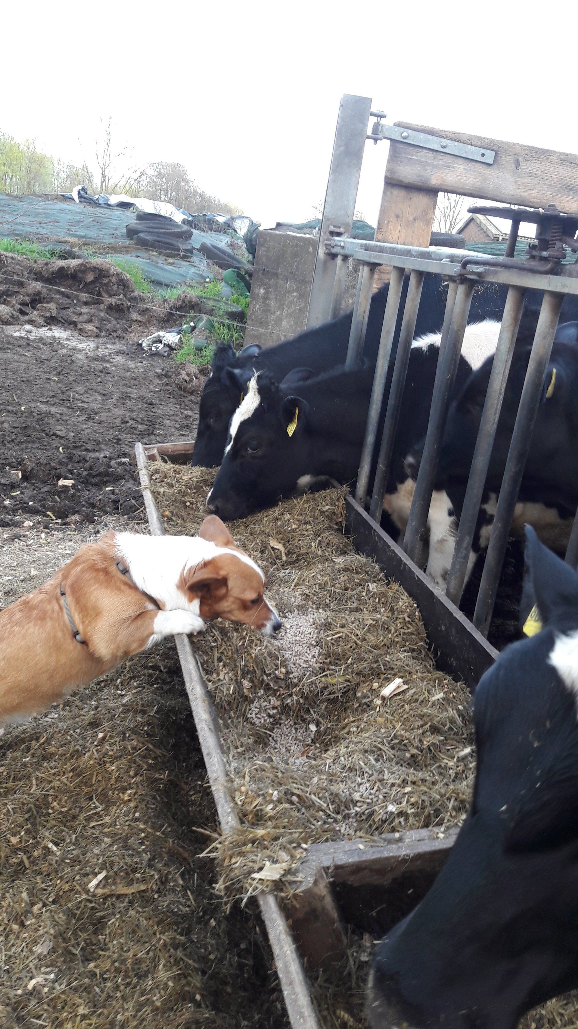 Welsh Corgi Cardigan, Nora zur Haskenau, Kuh, Kalb, Kälber, Futter, Stehlen, Klauen, Kopf, Silage, Kraftfutter, Hütehund, Hund, Corgi