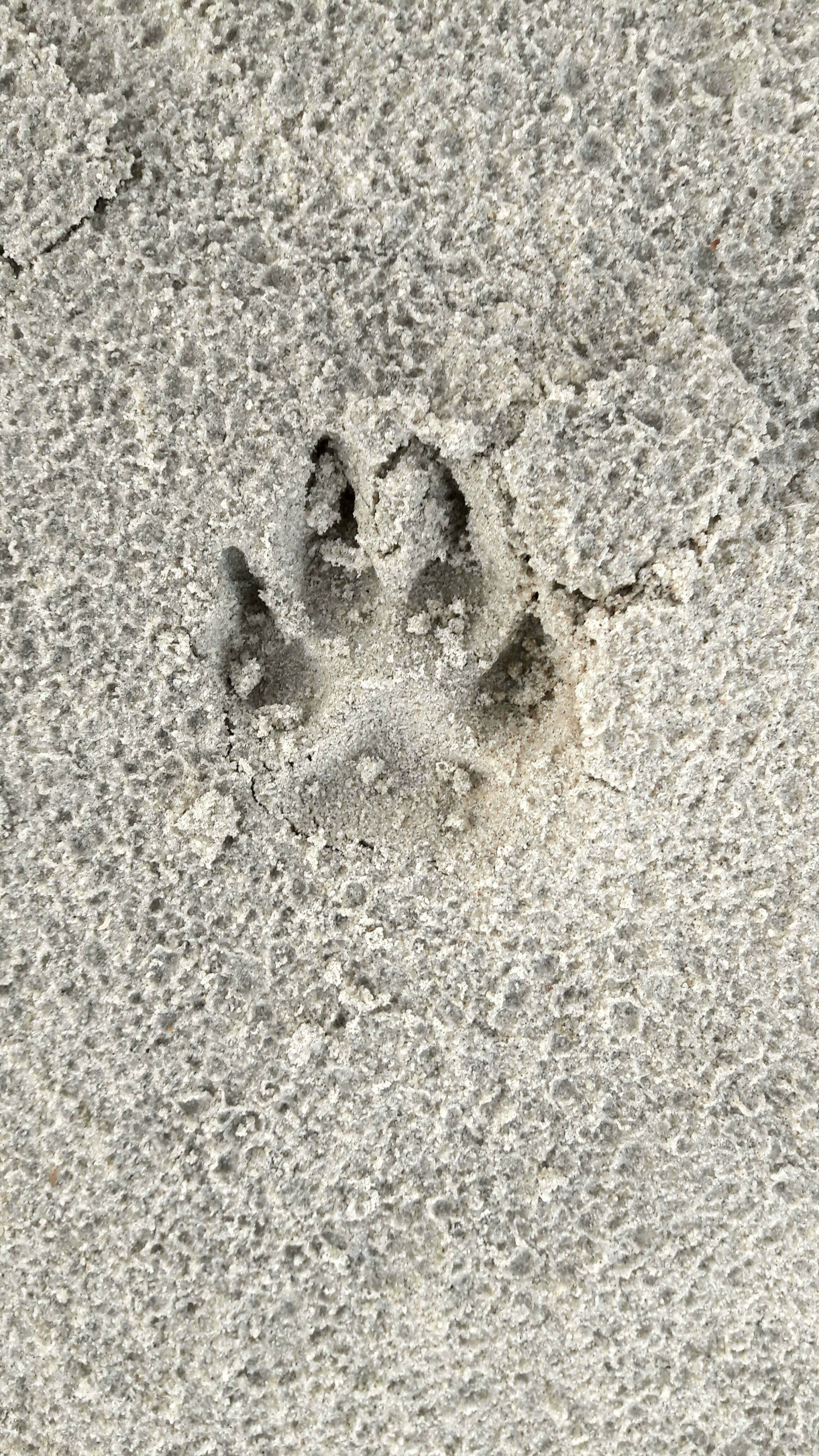 Pfote, Strand, Sand, Corgi, Abdruck, Meer, Strand