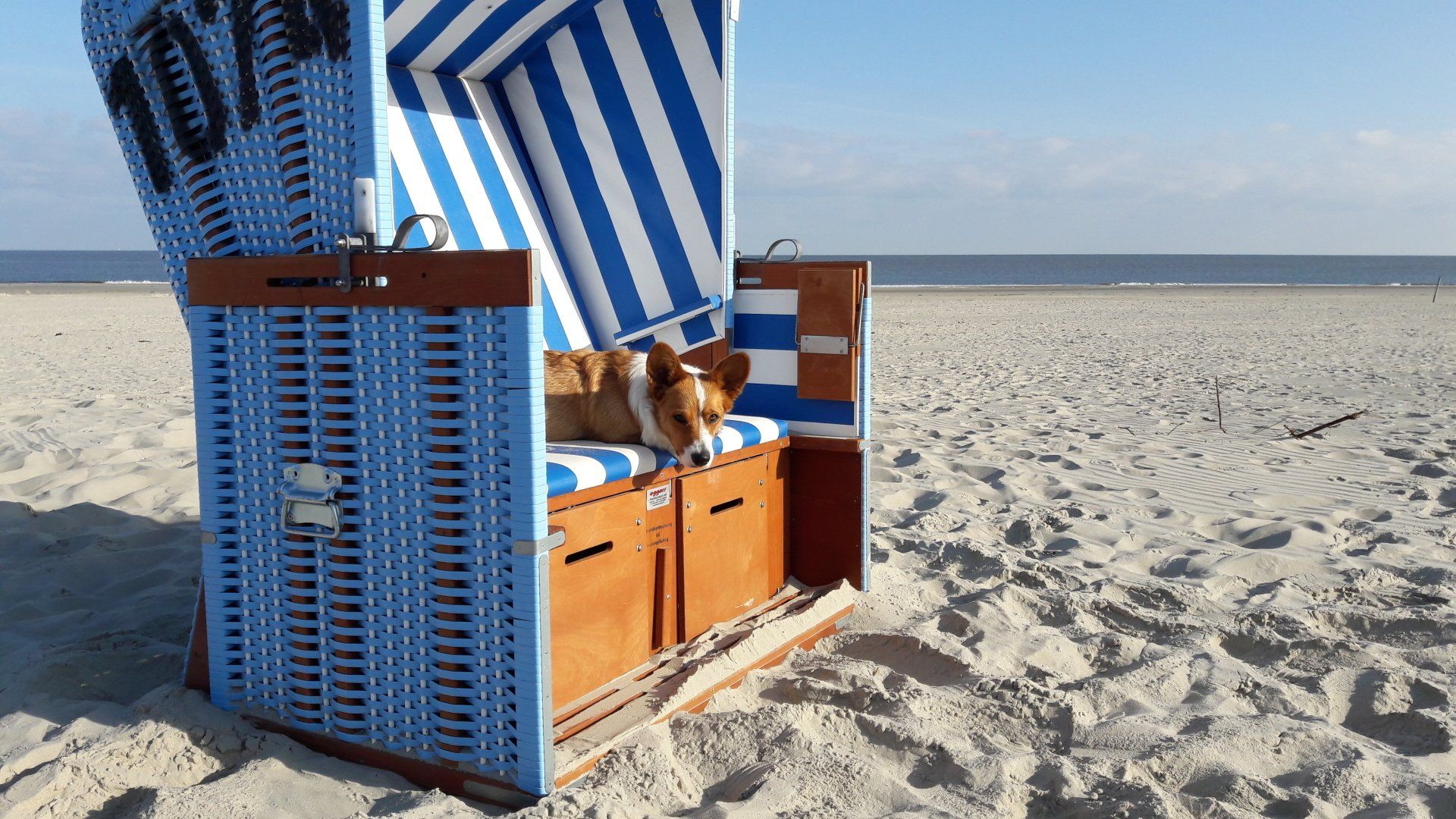 Welsh Corgi Cardigan, Nora zur Haskenau, Corgi, Langeoog, Strand, Strandkorb, Urlaub, Seehund, Sand, Korb, blau, Sommer, Sonne, See, Meer