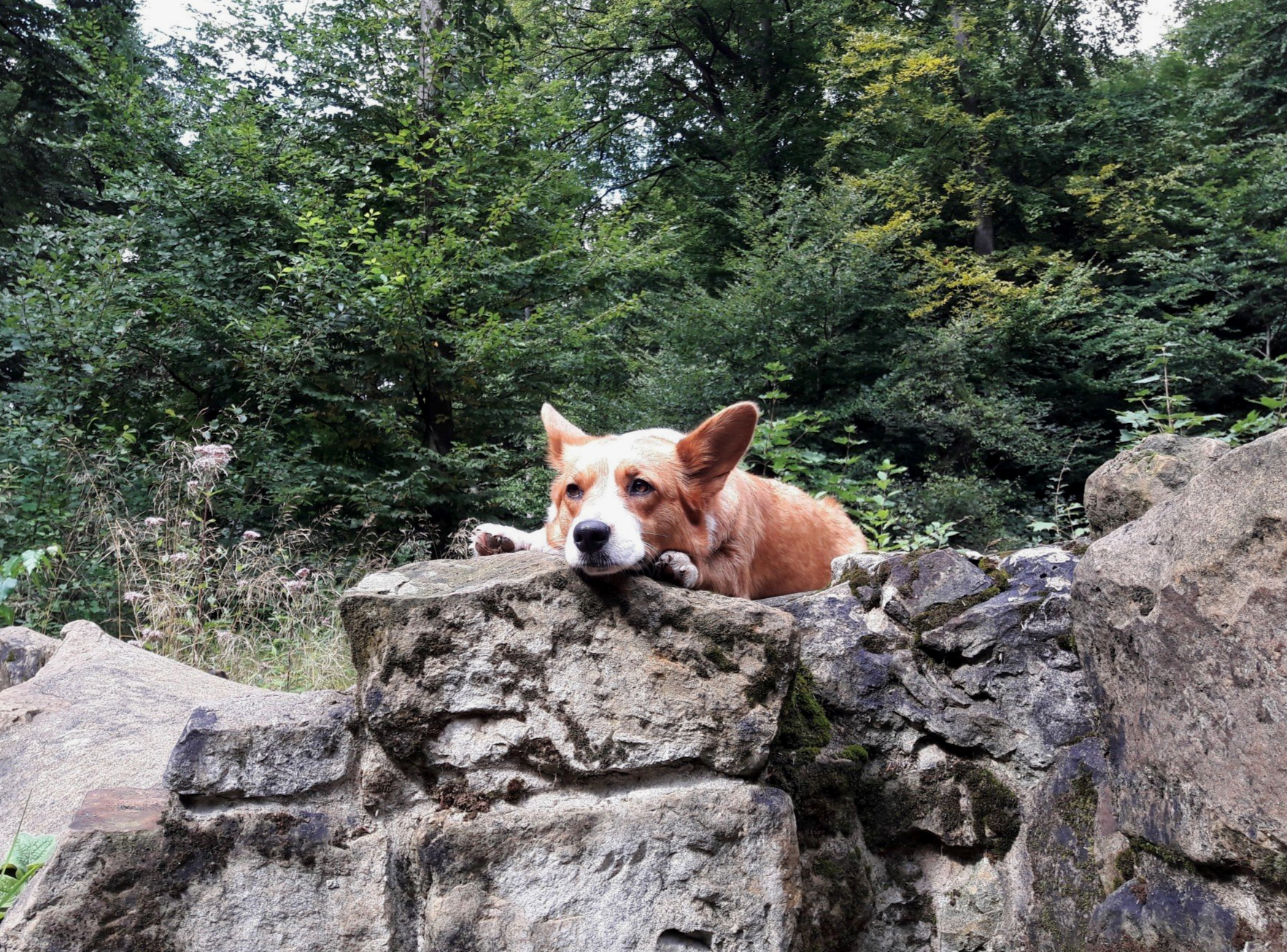 Welsh Corgi Cardigan, Royal Corgi, Stein, Wald, Hund, Berg, Natur, Felsen, Stone, zur Haskenau