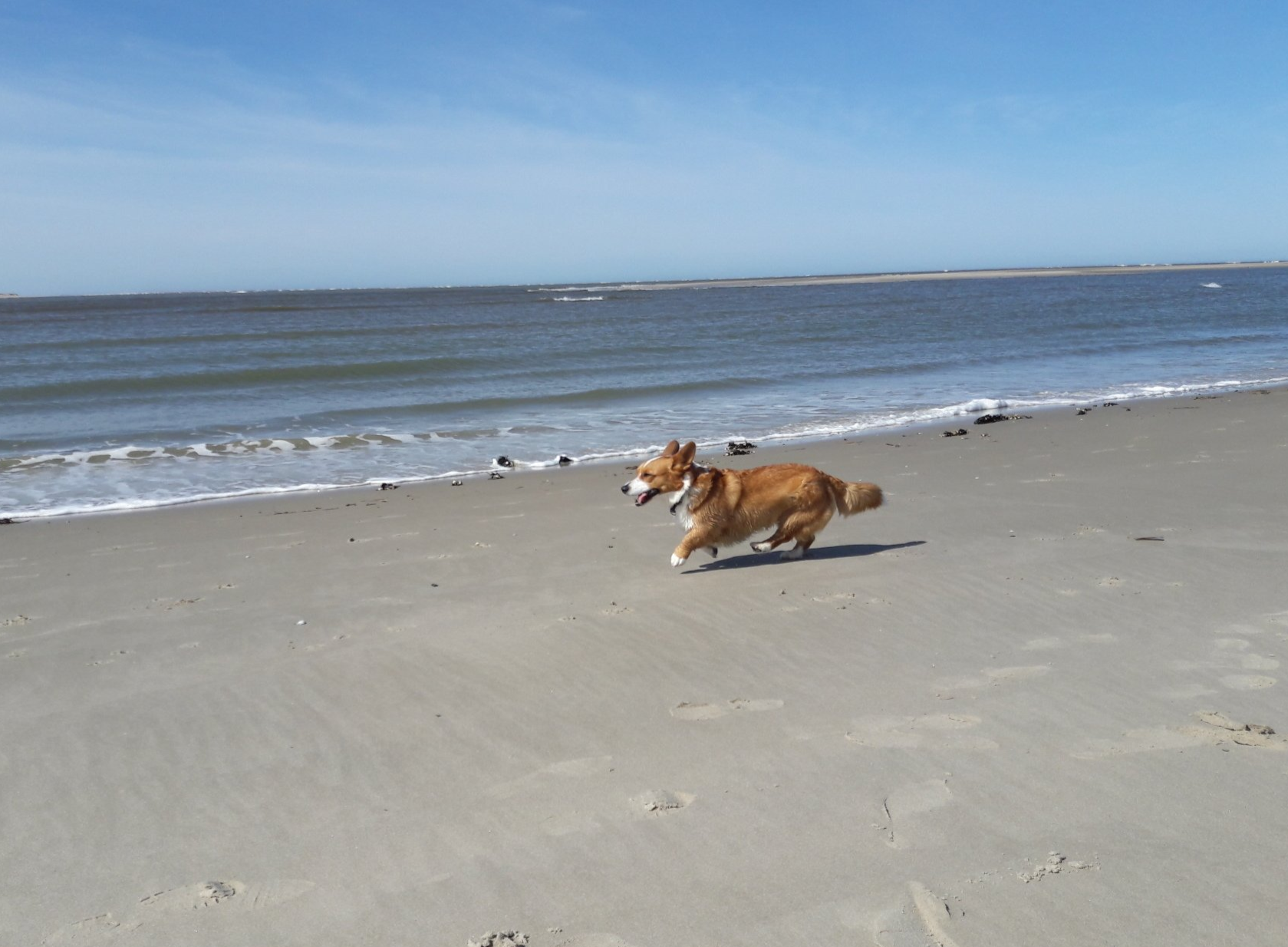 Welsh Corgi Cardigan, Langeoog, Strand, Meer, Sand, Wattenmeer, rennen, Hund, Nora zur Haskenau, Wasser, Urlaub, Wellen, Seehund